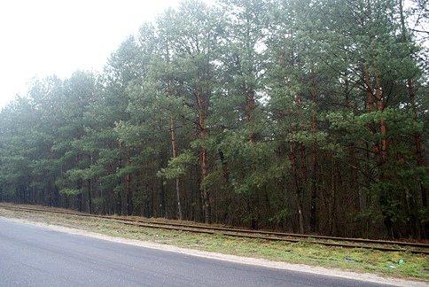 Lasy w koło