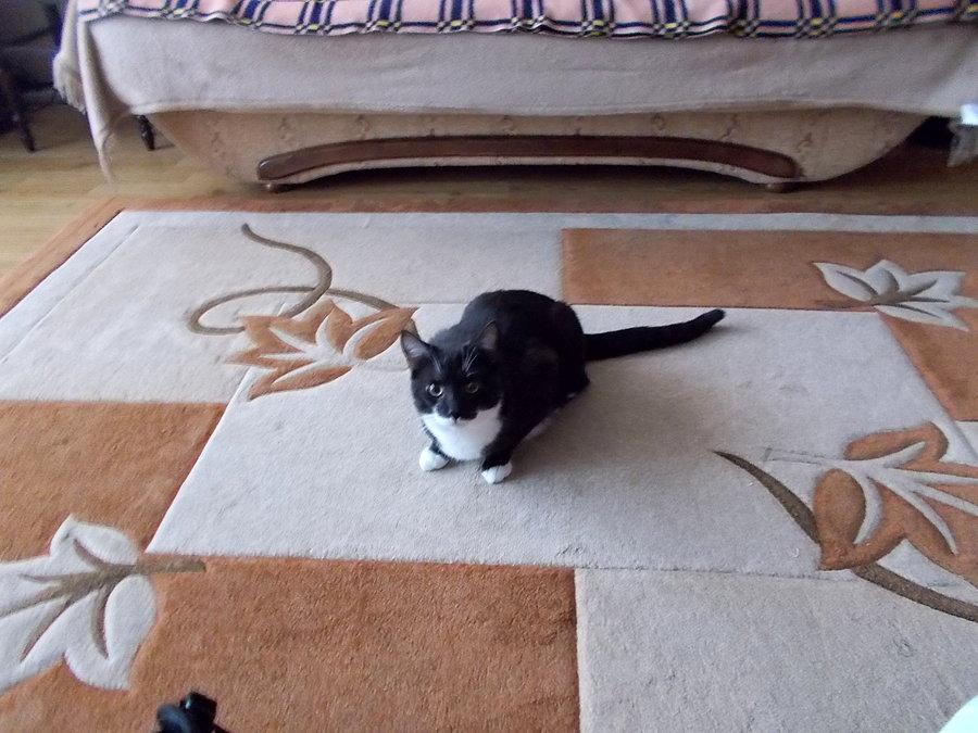 Spokojny kotek