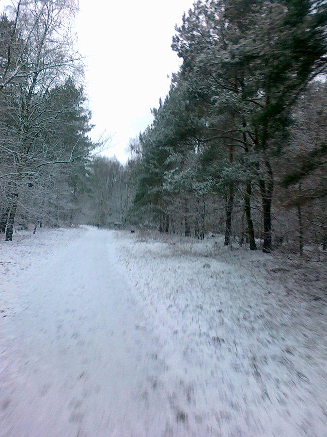 Trochę śniegu i zimowy las pięknieje