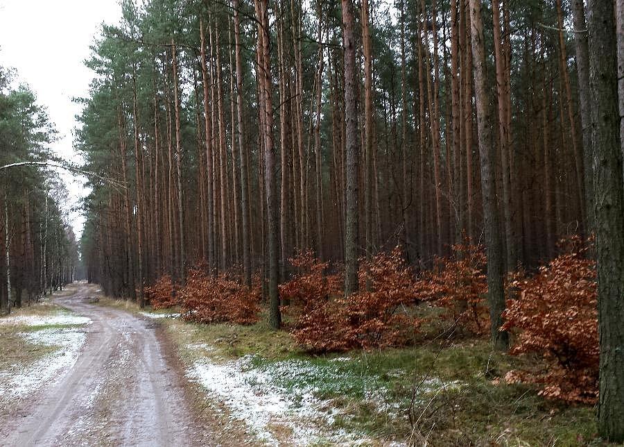 Leśna droga ze Zdunowa do Niedźwiedzia