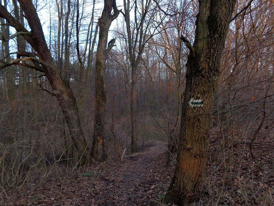 Najlepsza trasa mtb koło Radomia