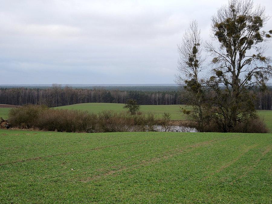 "Błotko" zbliżenie