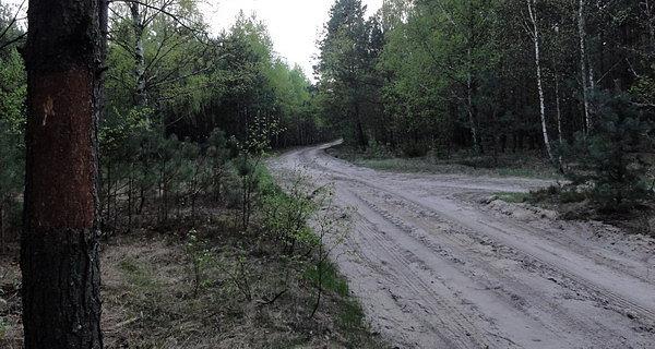 Okorowane drzewa gotowe do znakowania nowych szlaków