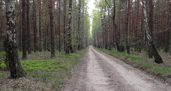 Leśny szlak rowerowy stanie się wkrótce żółtym szlakiem rowerowym