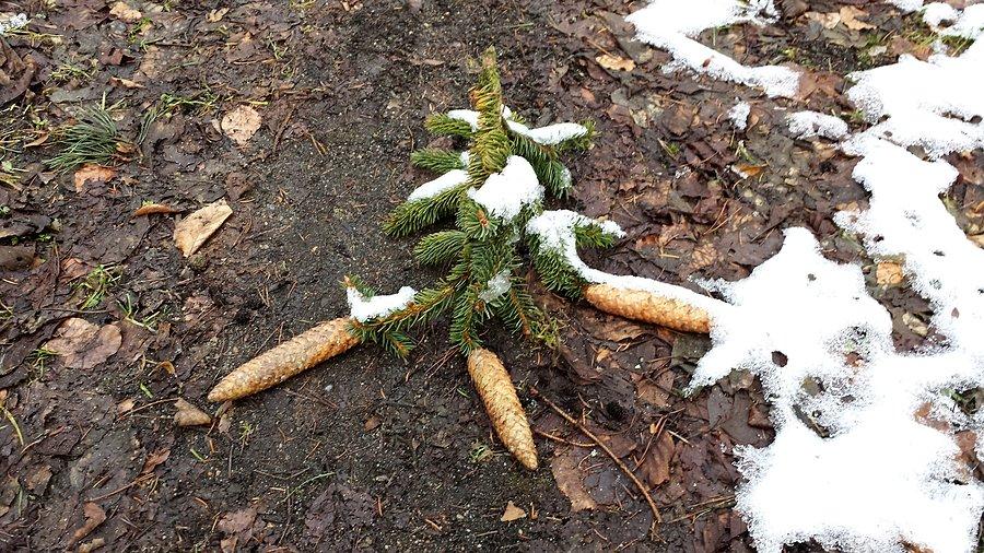 Szyszeczki na drodze - też po wichurze