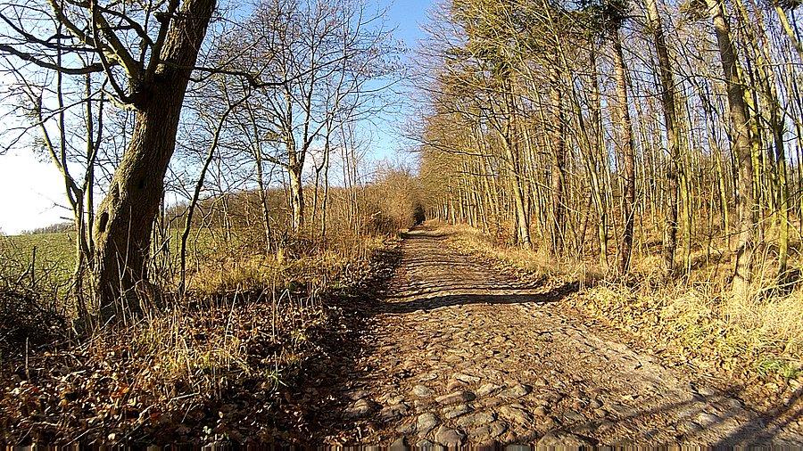 Pędem do lasu