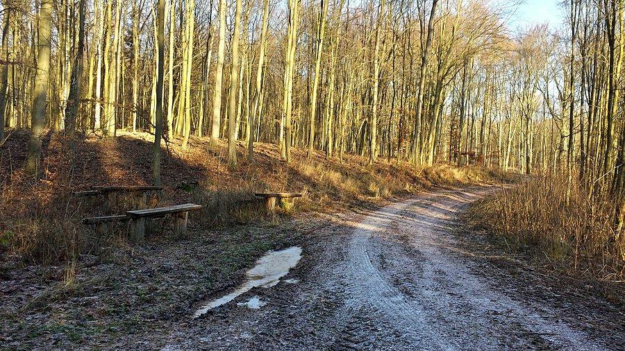 Las nad Szczerbięcinem