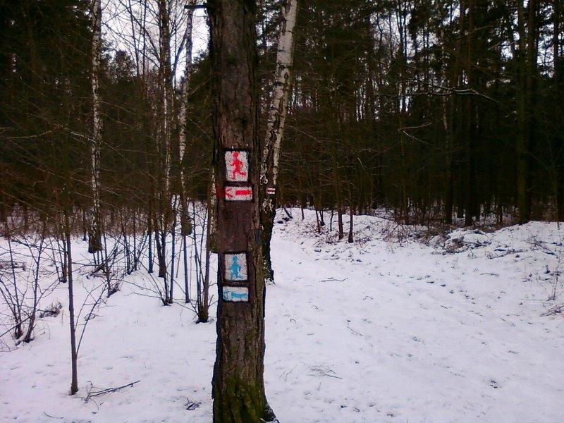 Leśnie szlaki biegowe