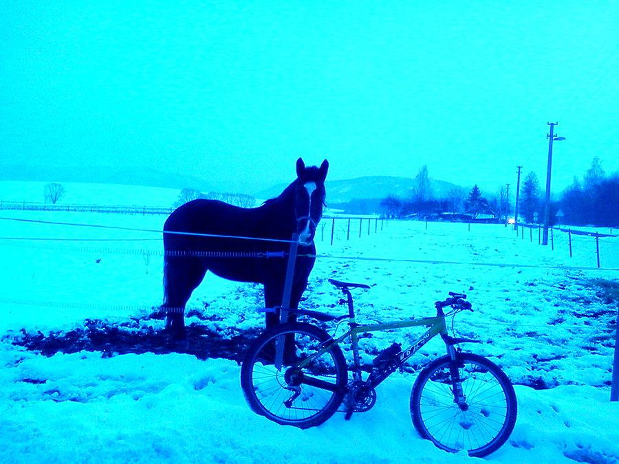 Koń w Trzanowicach