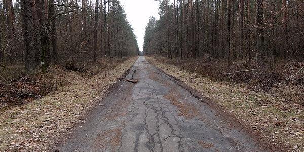 Stary asfalt w środku lasu
