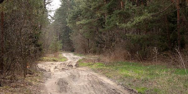 Przez las z Hołodnicy w stronę Cieleśnicy