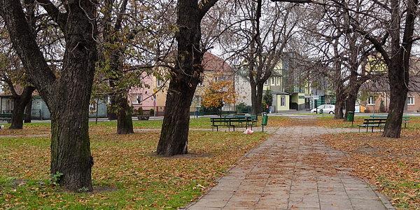 Skwer Armii Krajowej (Małpi Gaj) w Międzyrzecu Podlaskim