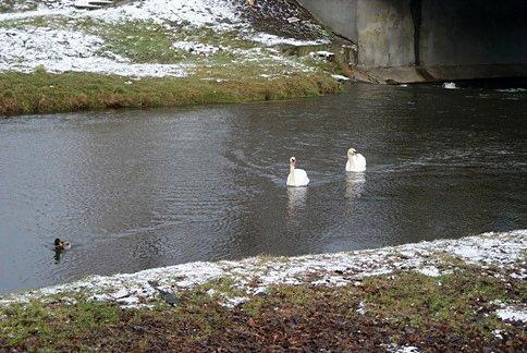 Łabędzie nad Wolbórką