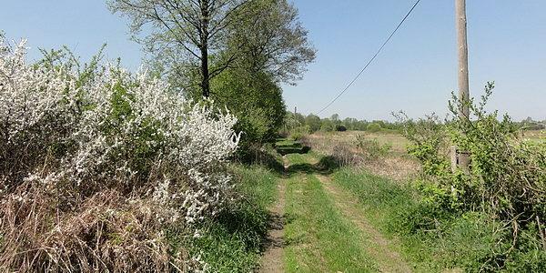 Polną drogą ze Stadniny Janów Podlaski na nadbużańskie łąki