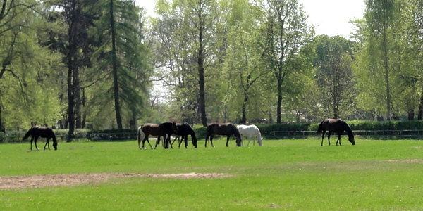 Stadnina Koni Janów Podlaski