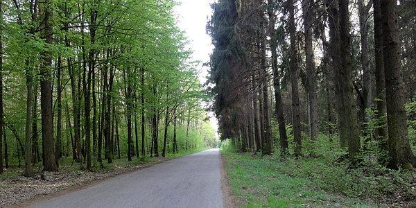 Rezerwat Przyrody "Stary Las"