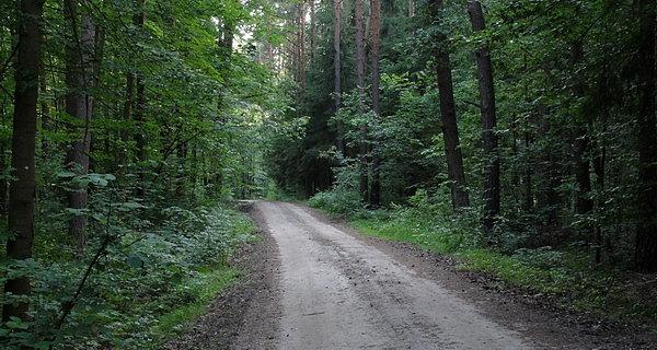 Nieopodal lesniczówki Janówka