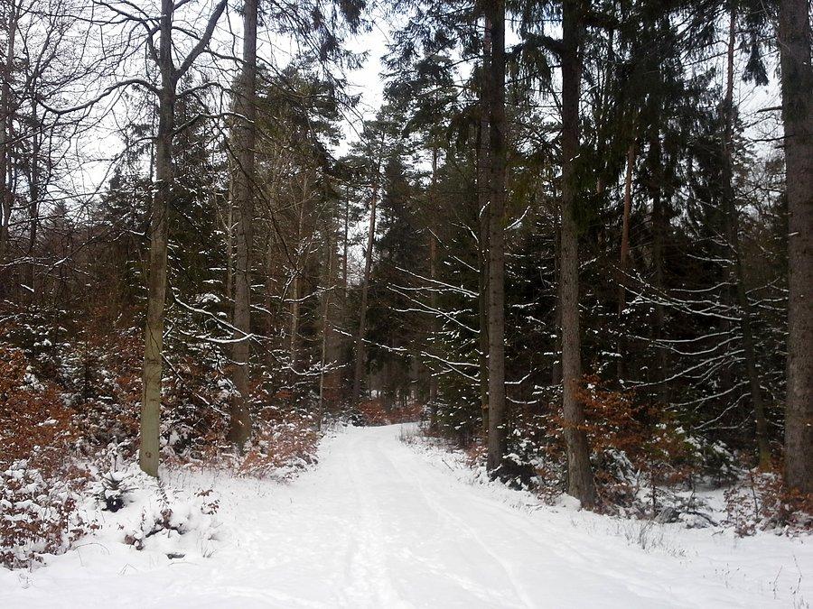 Rozgrzewka w pobliskim lesie