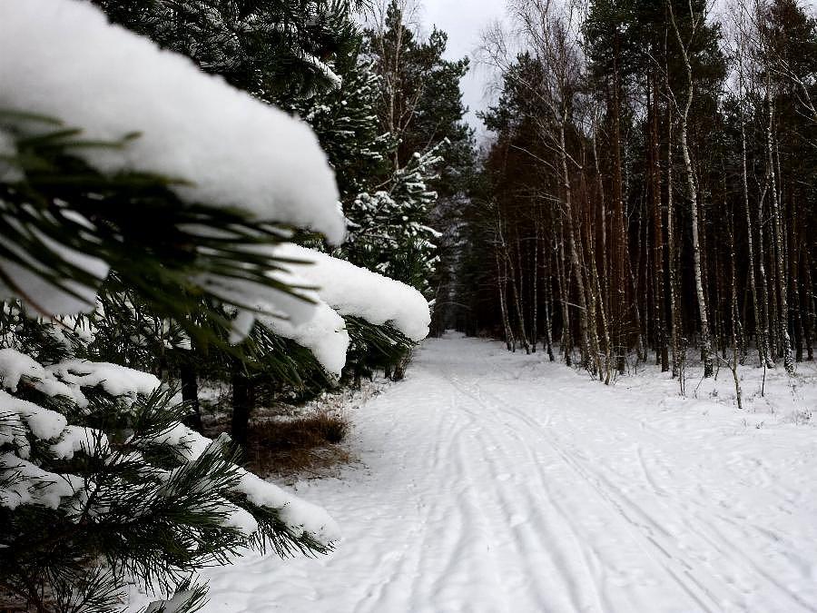 Leśna droga ze Zdunowa do Niedźwiedzia