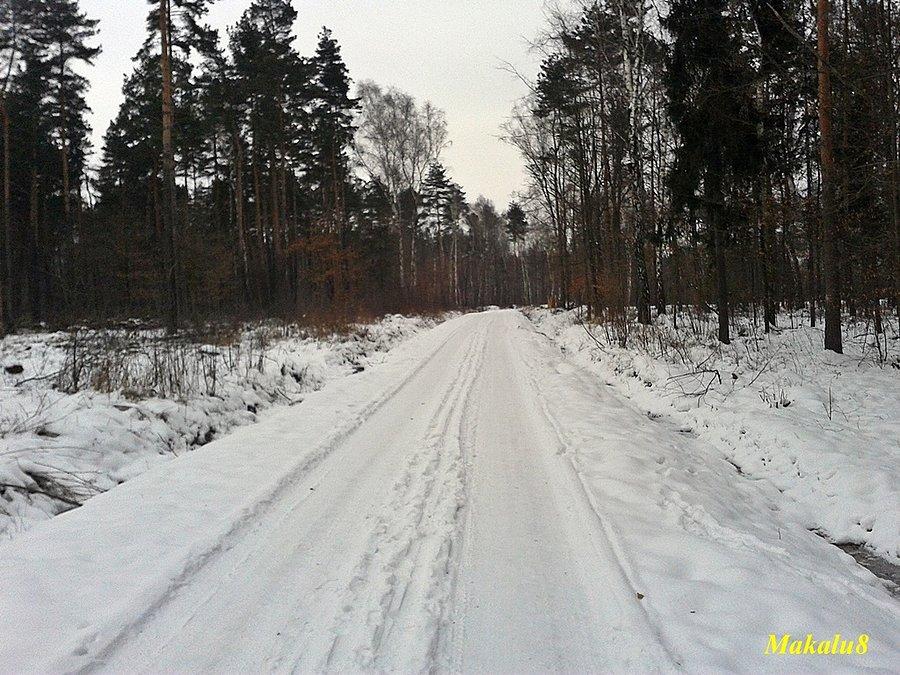 Las koło Górnik