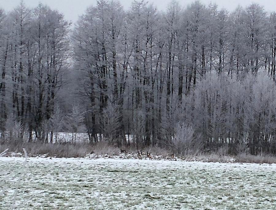 Płowe koło Klepina i Warchlina