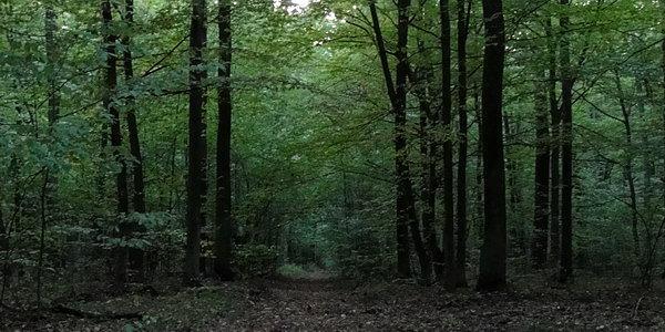Penetrując lasy leśnictwa Szadek