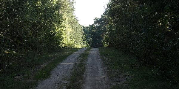 Puszcza Mielnicka
