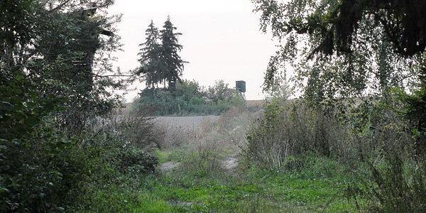 Na skraju lasu