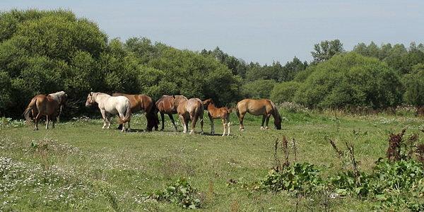 Na trasie maratonu, który już za tydzień. Konie w okolicach Terespola