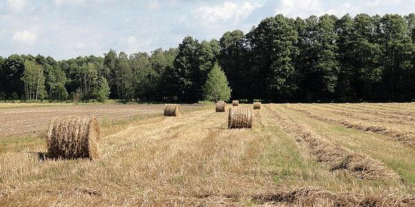 Bele słomy na polach w Leszczance