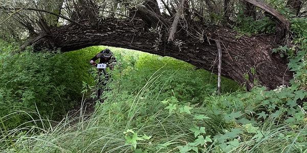 Uwaga drzewo. II Maraton Rowerowy MTB Stykiem Granic