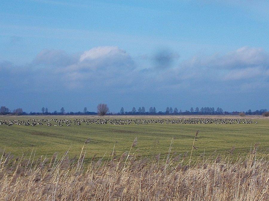 Wężowiec - ptactwo odpoczywa na polu