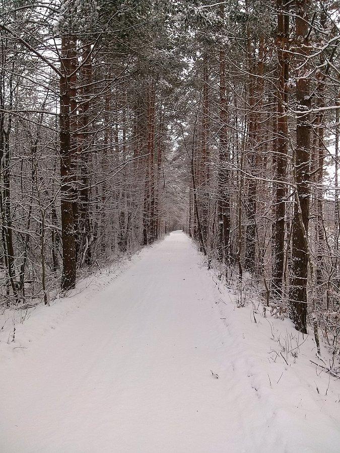 Dziewiczy śnieg