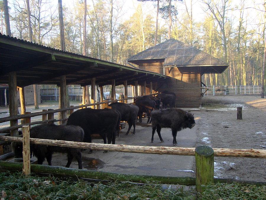 Żubry