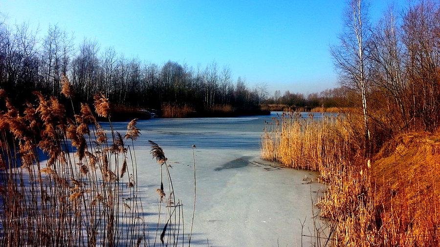 Stawy w okolicy Bełsznicy