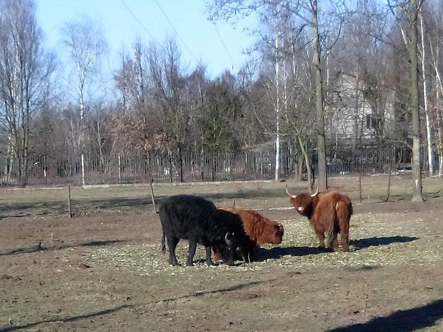 Włochate i rogate
