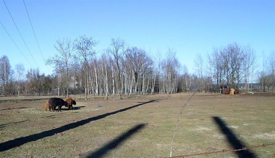 Farma włochatych i rogatych