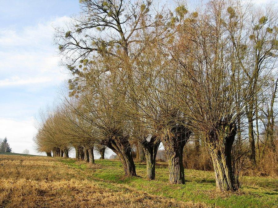 Wierzby nad Jeziorem Kierskim