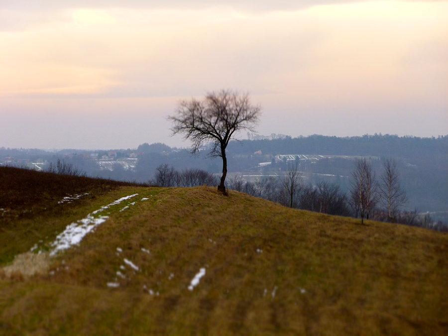 Samotne drzewo