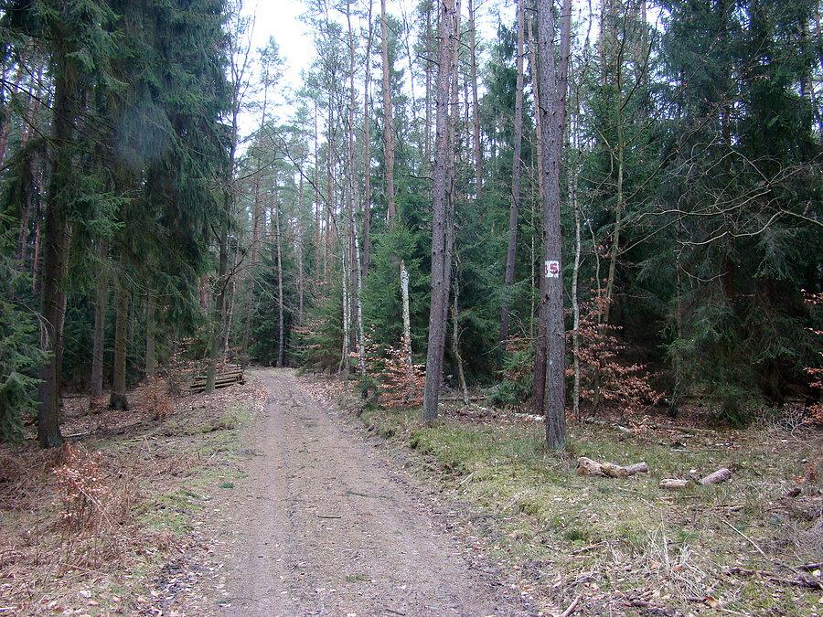Droga leśna 35