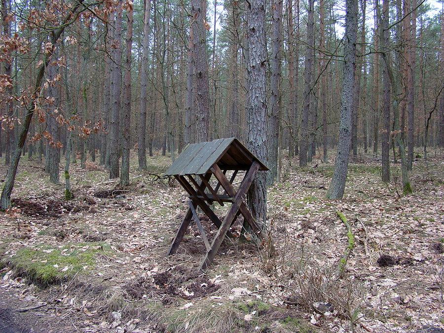 Przydrożny leśny bar , ale pusty