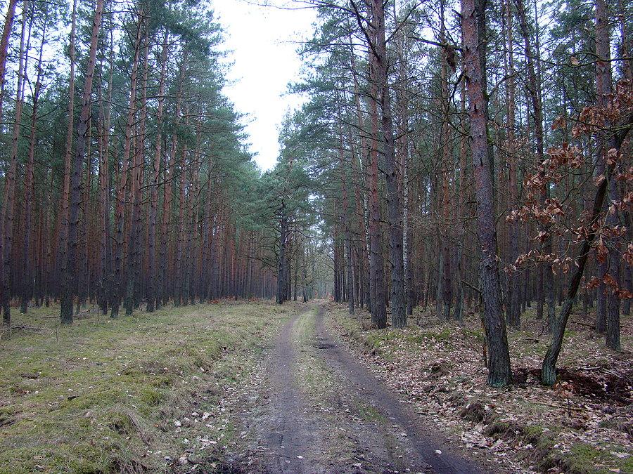 Co chwilę inne drzewa przy drodze