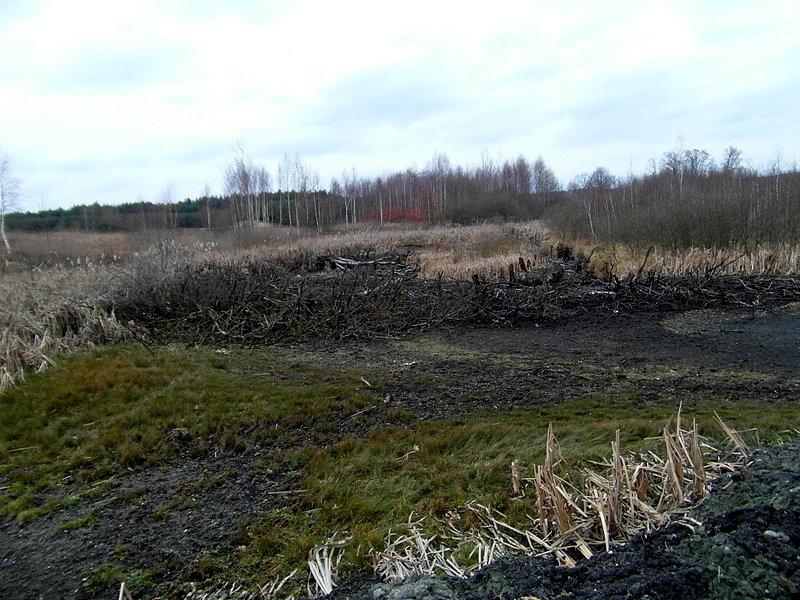 Widok po częściowo spuszczonej wodzie rozlewiska w Szczerbięcinie