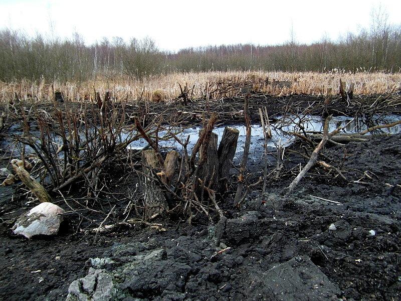 Widok po częściowo spuszczonej wodzie rozlewiska w Szczerbięcinie