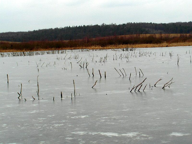 Nienaruszona część rozlewiska w Szczerbięcinie