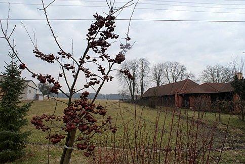 Komu wiśnie zeszłoroczne, komu?