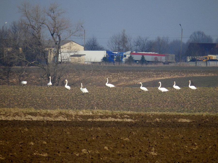 Łabędzie
