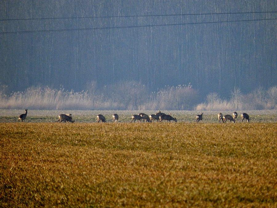 Sarny koło Stoszyc
