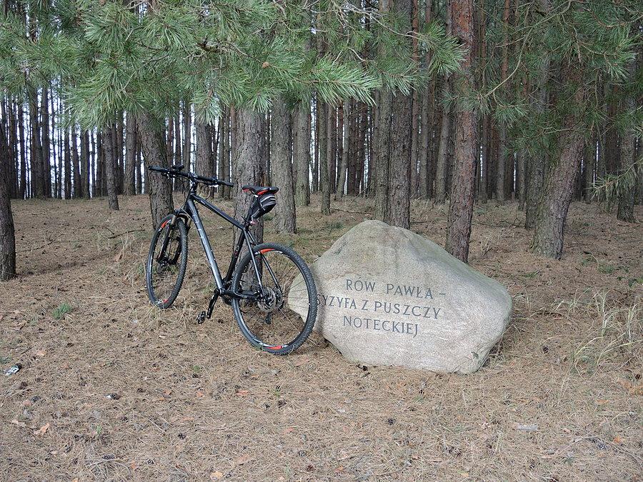 Rów Syzyfa z Puszczy Noteckiej