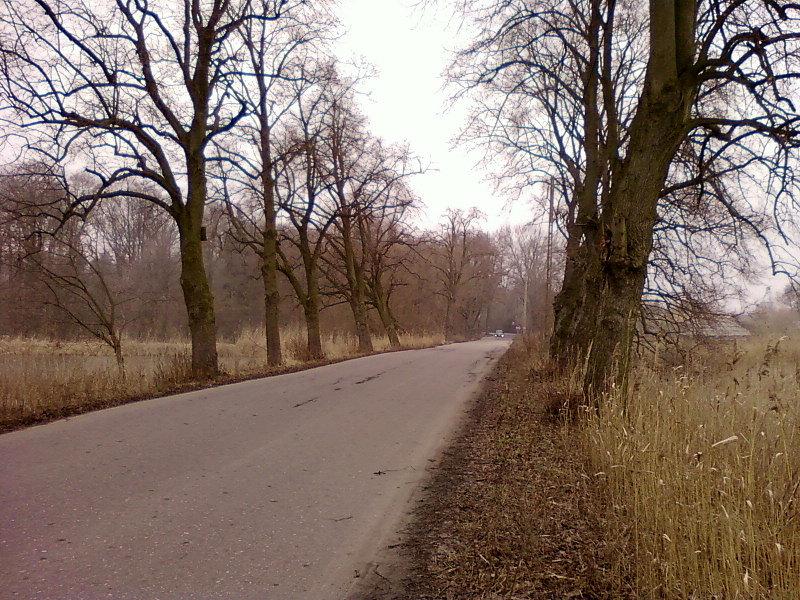 KoniecKrzywe drzewa przy drodze na Pabianice